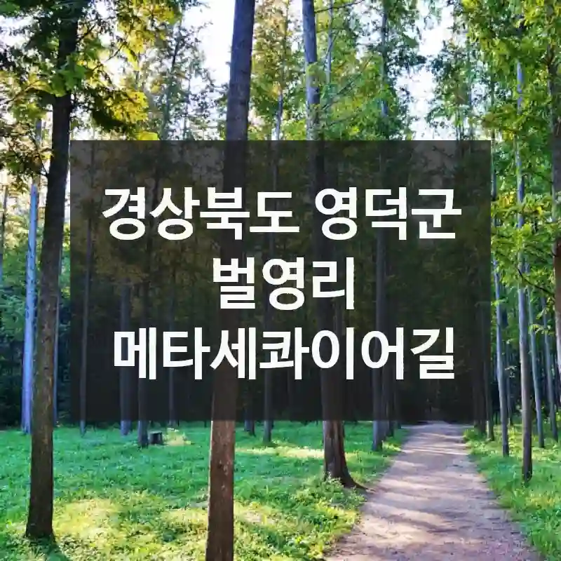 경상북도 영덕군
벌영리 메타세콰이어길