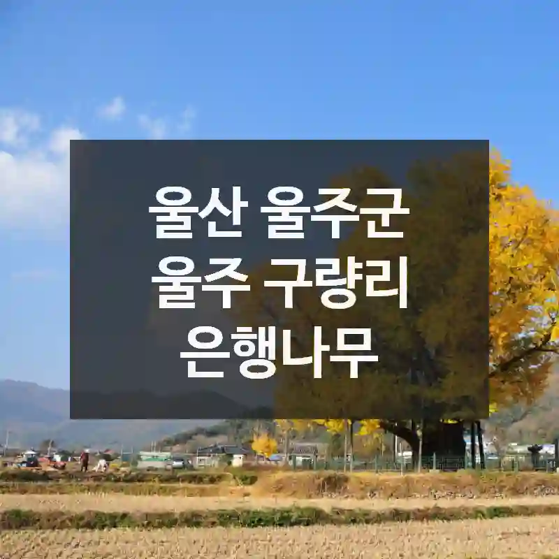 울산 울주군
울주 구량리 은행나무