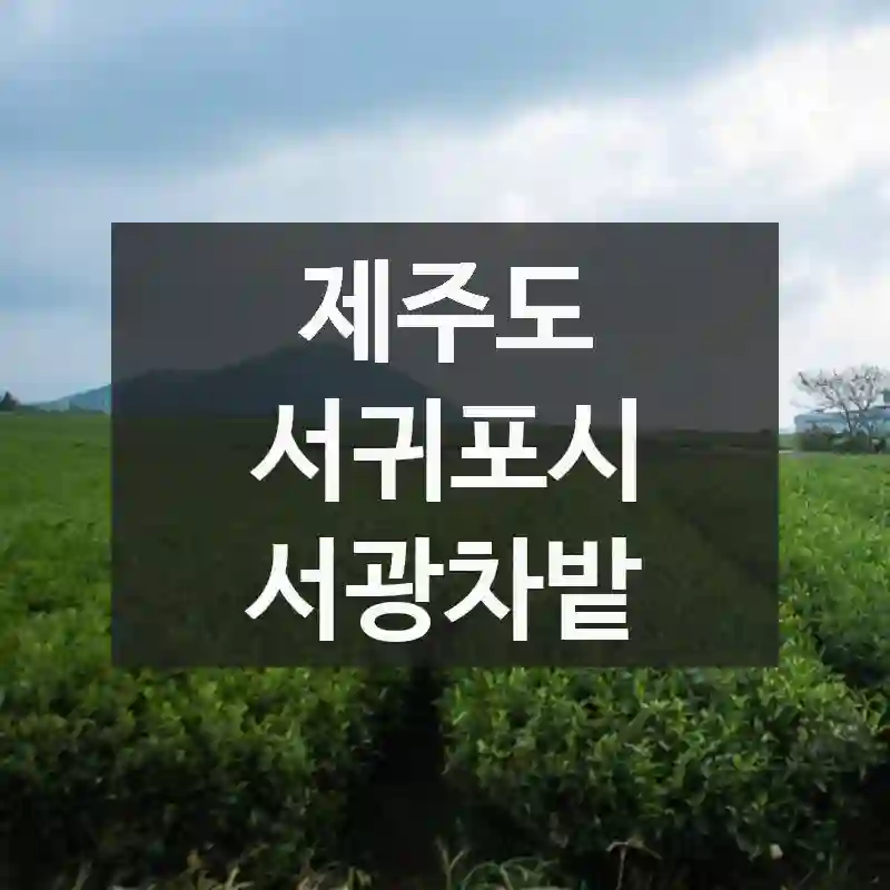 제주도 서귀포시
서광차밭