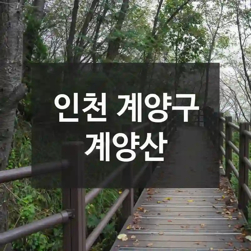 놓치면 아쉬운 순간! 인천 계양구의 가볼 만한 곳, 계양산 – 현장 꿀팁