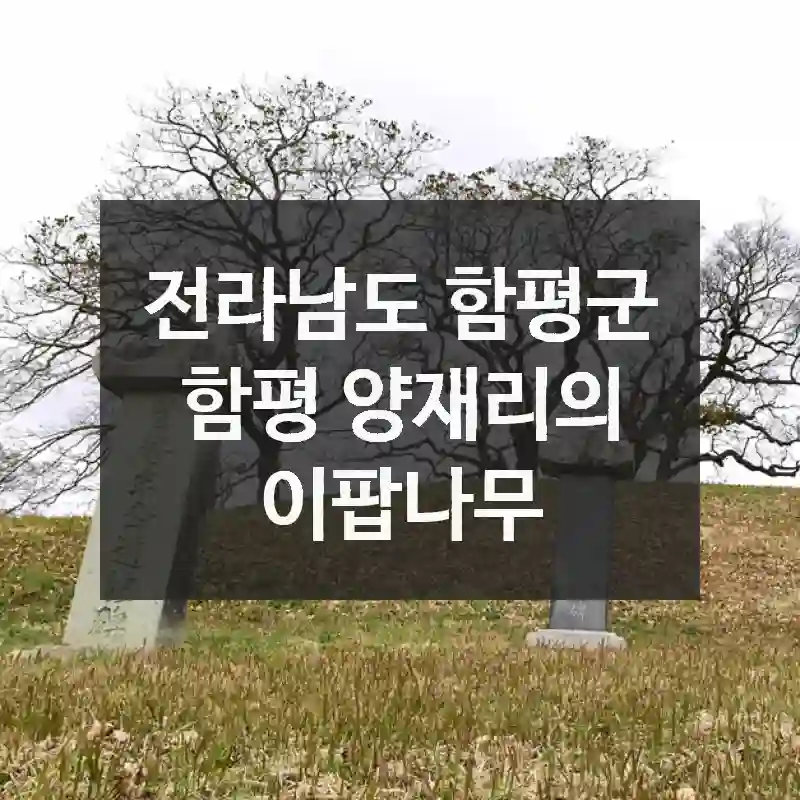 전라남도 함평군
함평 양재리의 이팝나무