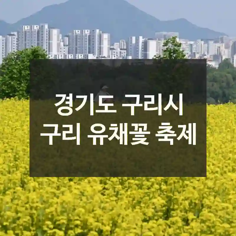 경기도 구리시
구리 유채꽃 축제
