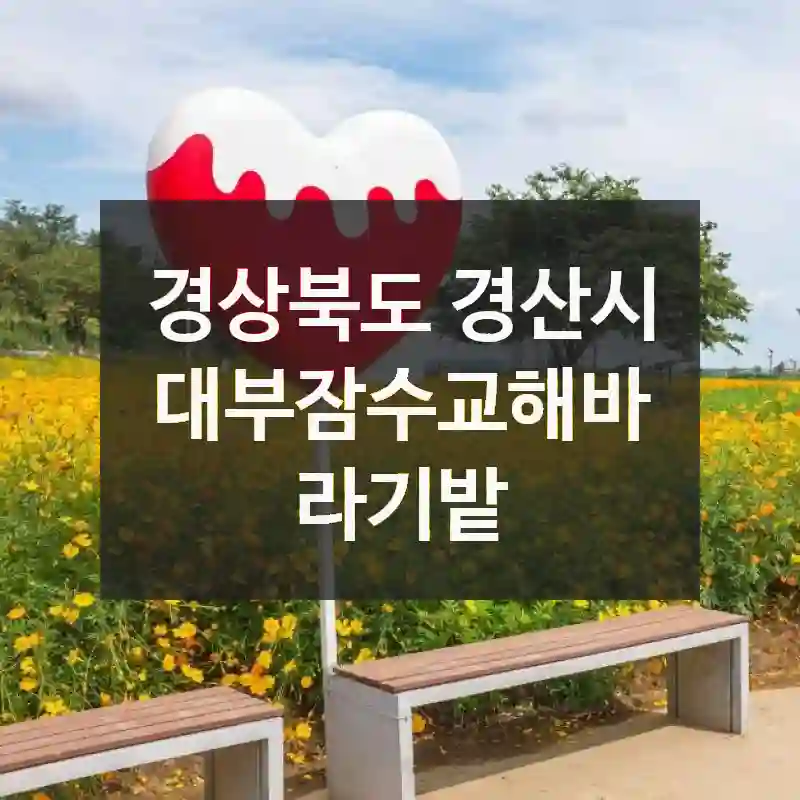 경상북도 경산시
대부잠수교해바라기밭