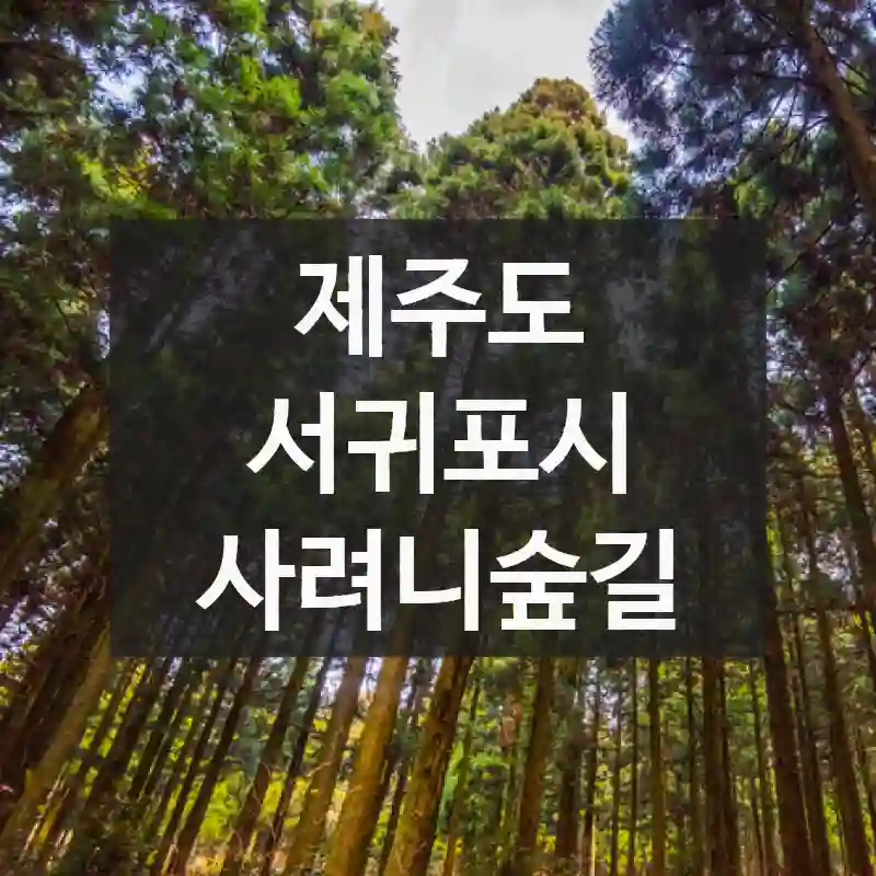 알고 보면 더 재밌는 제주도 서귀포시의 추천 스팟, 사려니숲길