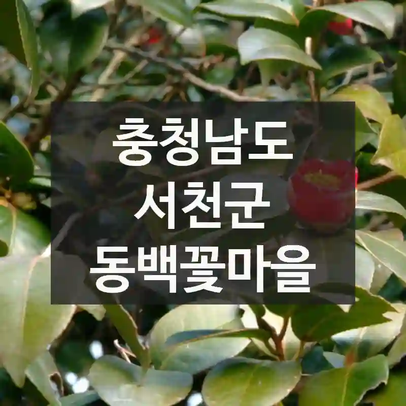 충청남도 서천군 “동백꽃마을” 퀵 가이드! 주차장 위치, 놓치지 말아야 할 곳, 생생 팁 총정리